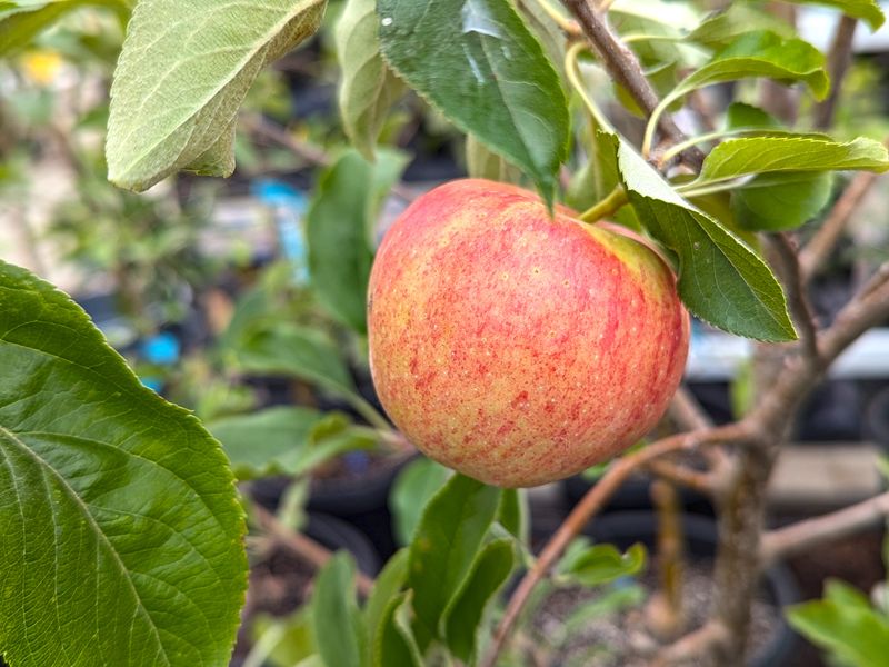 Apple Trees Need A Final Pest And Fruit Check
