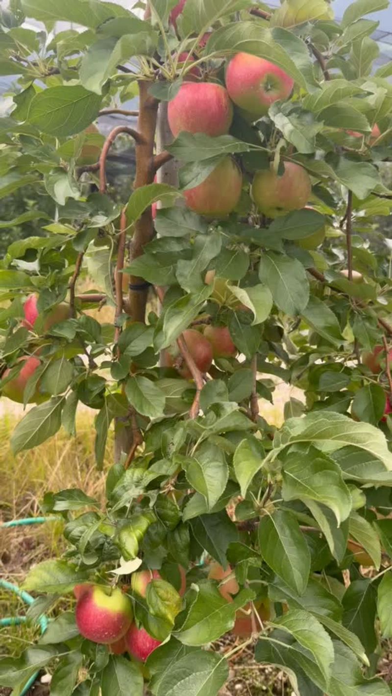 Apple Trees Need The Extra Help Apple Trees Need The Extra Help