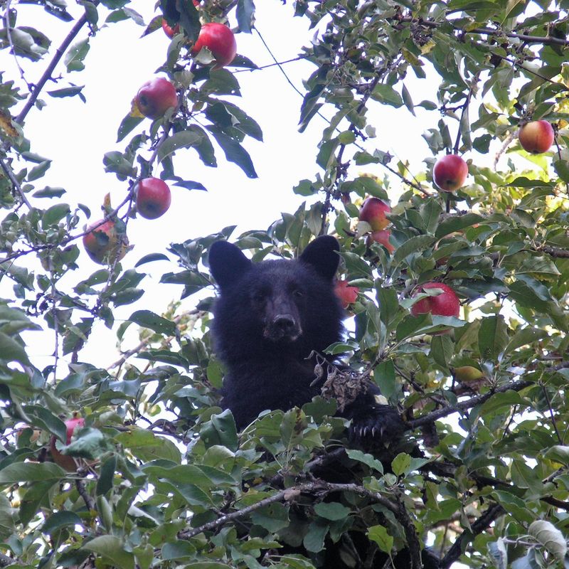 Apples Left On The Tree Can Draw Bears In Apples Left On The Tree Can Draw Bears In