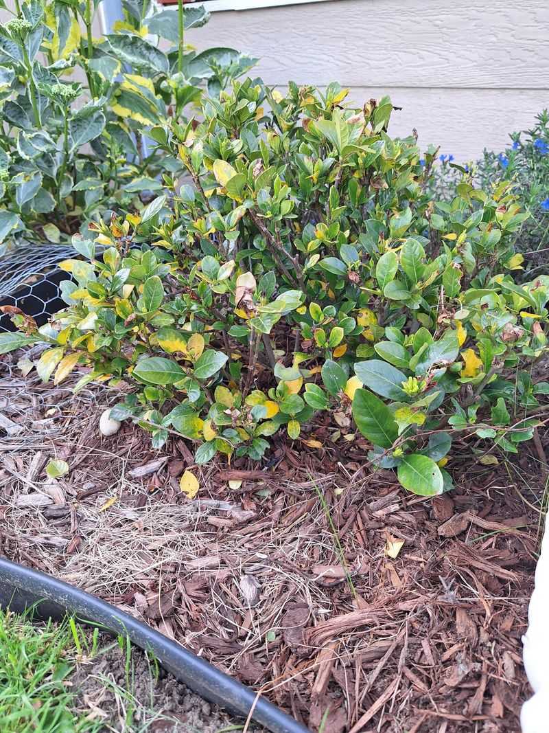 Apply A Light Layer Of Mulch To Cool The Root Zone