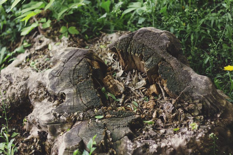 Apply A Stump-Removal Chemical To Speed Decay Apply A Stump-Removal Chemical To Speed Decay