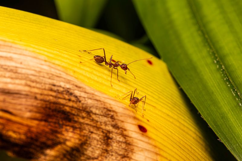 Apply Bait Treatments Before Rain Is Forecast