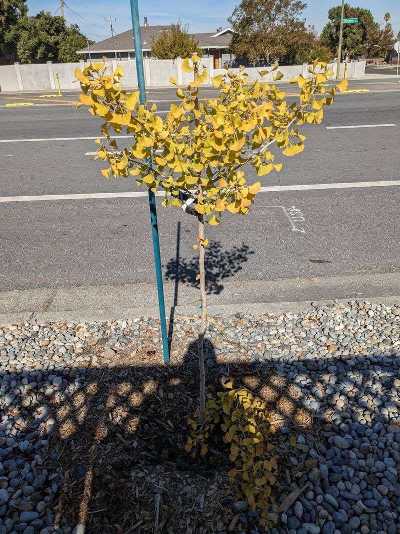 Apply Before Cutting Or Removing