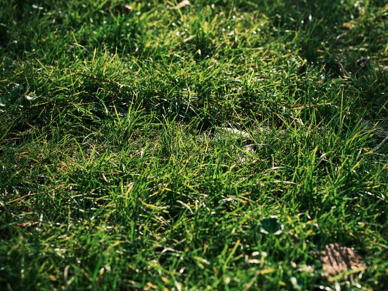 Apply Fertilizer Suited For Fall Growth