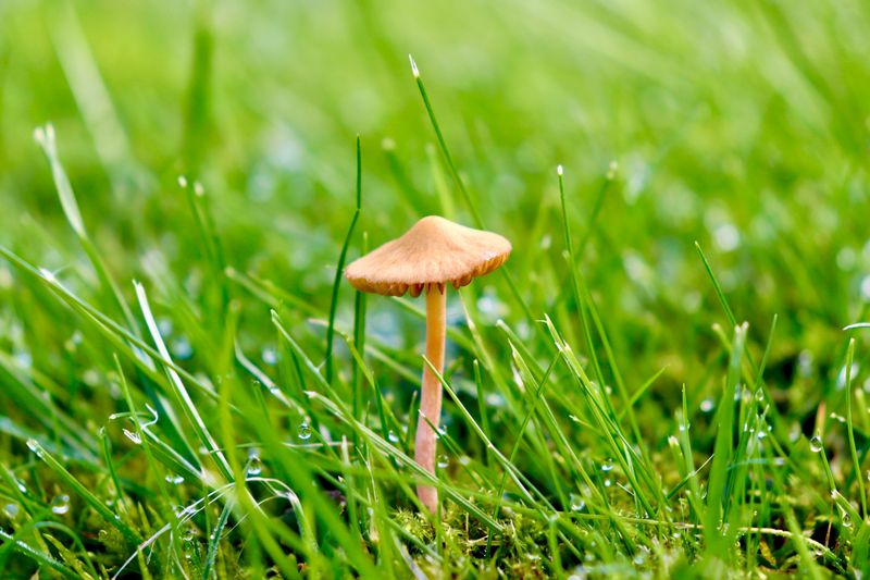 Apply Fungicide Preventatively Before Symptoms Spread