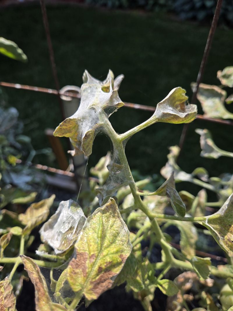 Apply Insecticidal Soap To The Undersides Of Leaves Apply Insecticidal Soap To The Undersides Of Leaves