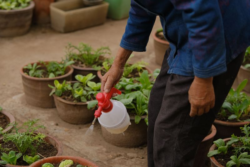 Apply Liquid Fertilizer Weekly Apply Liquid Fertilizer Weekly