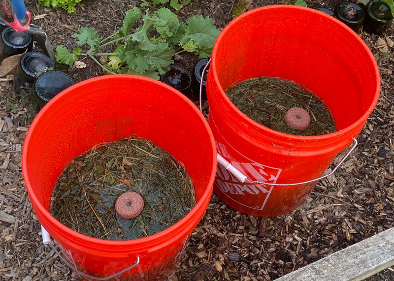Apply Mosquito Dunks In Rain Barrels And Ponds Apply Mosquito Dunks In Rain Barrels And Ponds