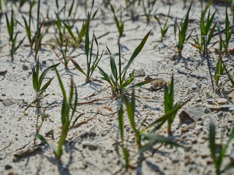 Apply Pre-Emergent Before Weeds Germinate Apply Pre-Emergent Before Weeds Germinate