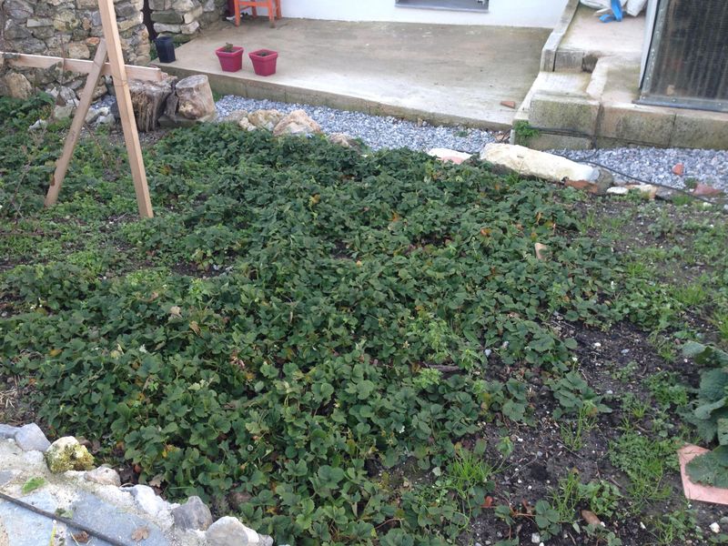Apply Renovation Fertilizer At The Right Rate Apply Renovation Fertilizer At The Right Rate