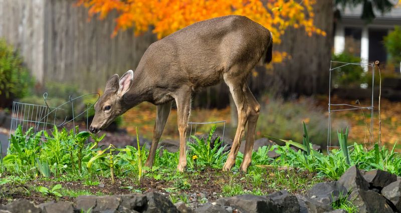 Apply Repellents To Preferred Plants
