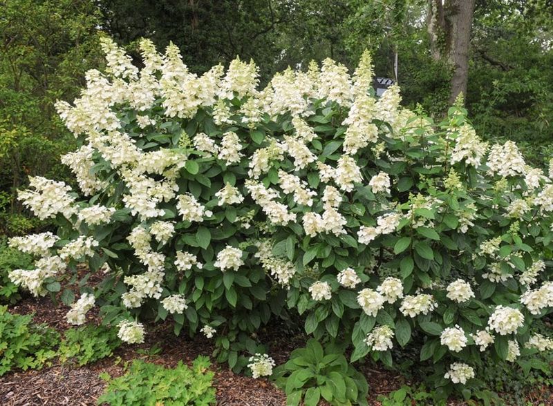 Apply the Standard Advice to Your North Carolina Yard