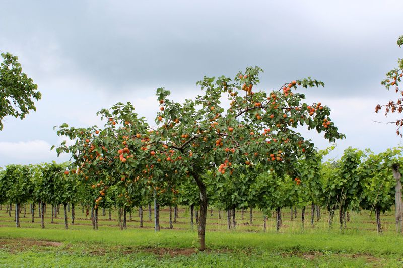Apricot Trees Apricot Trees