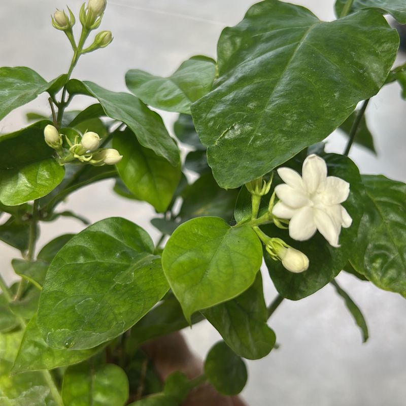 Arabian Jasmine