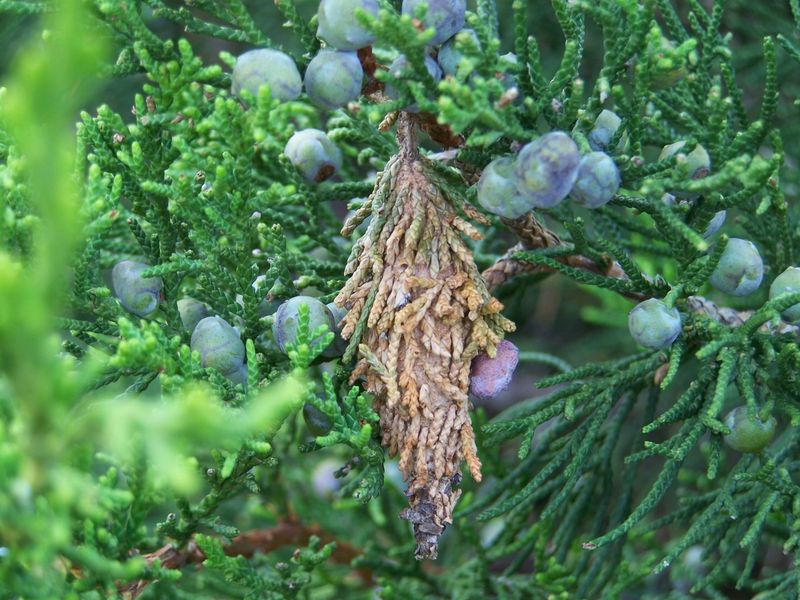 Arborvitae And Junipers Often Show The First Warning Signs