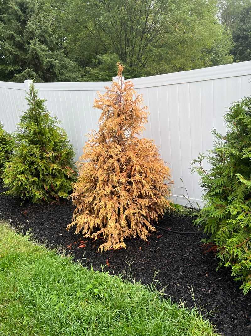 Arborvitae Scales Lose Their Green Arborvitae Scales Lose Their Green
