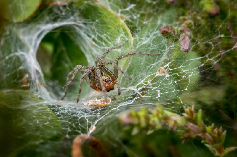 Are Grass Spiders In New York Dangerous To Humans Or Pets