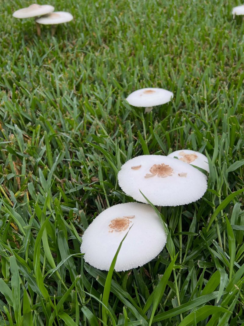 Are These Mushrooms A Sign Of A Bigger Problem