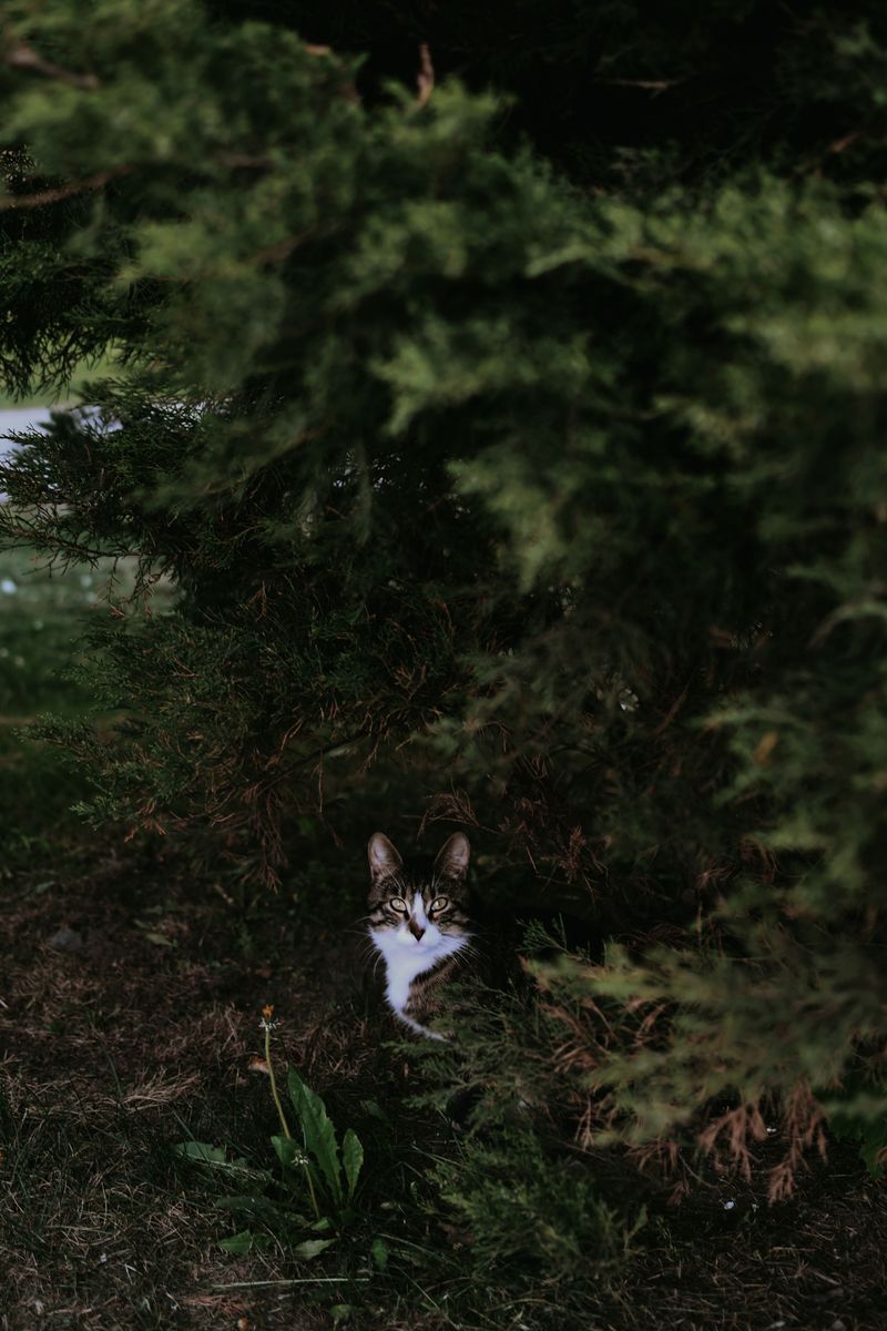 Areas Near Bushes Hiding Outdoor Cats