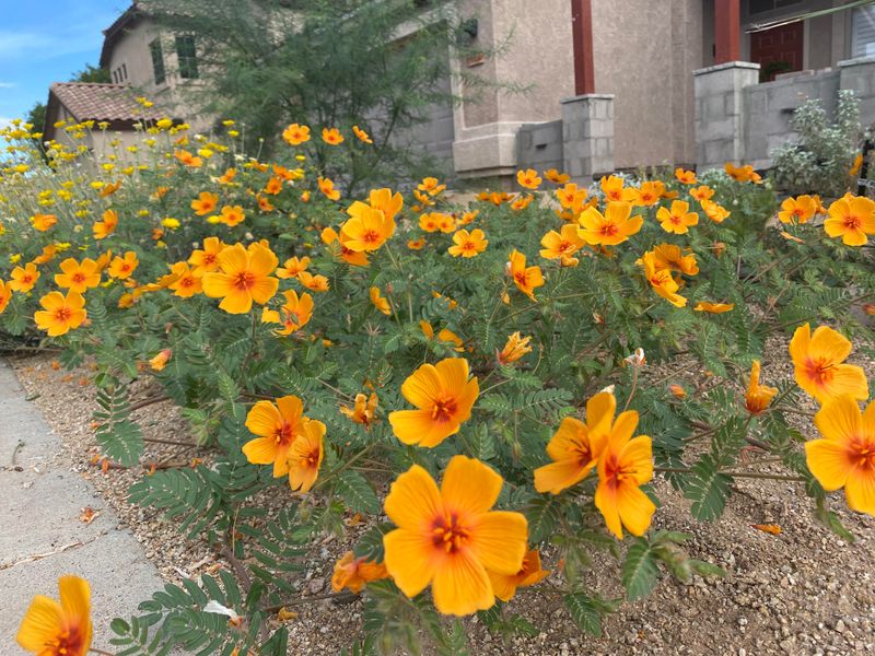 Arizona Poppy Flashes Gold After Rain