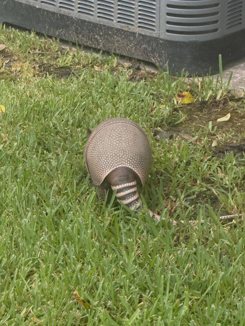 Armadillos Are Becoming More Common In North Carolina