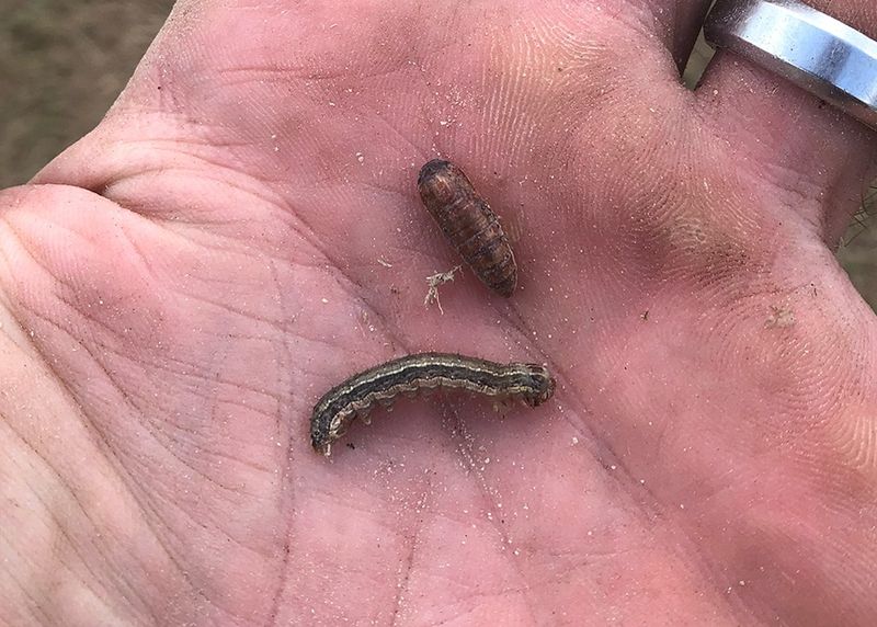 Armyworms Can Brown Lawns Fast Armyworms Can Brown Lawns Fast