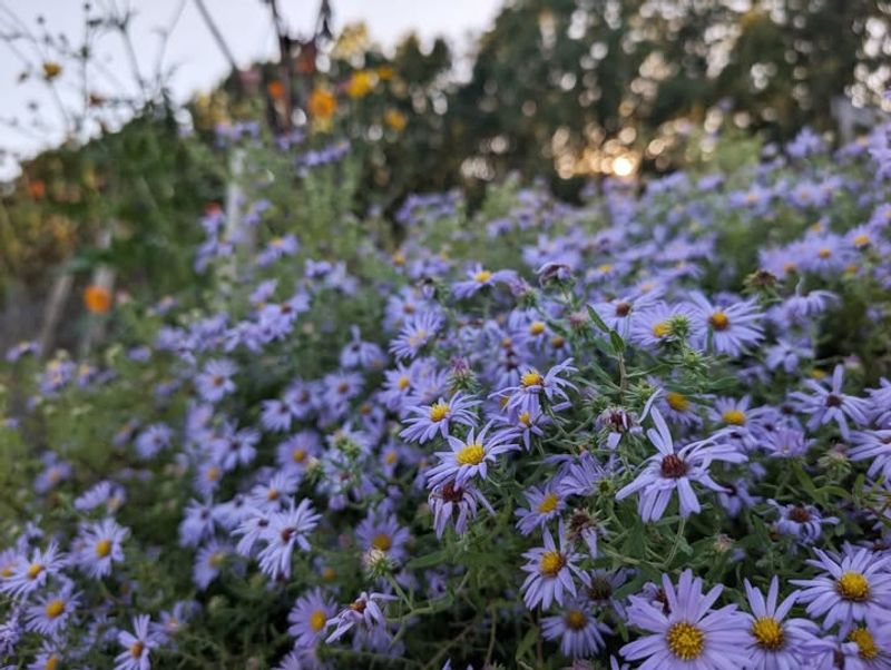 Aromatic Aster Blooms Into Fall