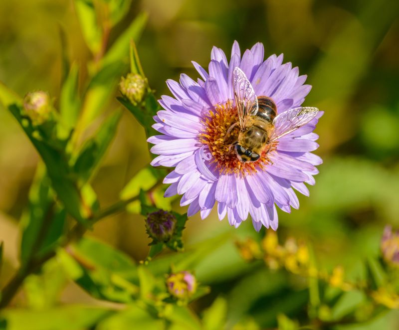 Aromatic Aster Blooms Late And Draws Bees