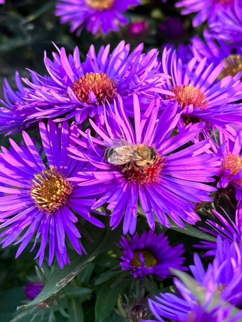 Aromatic Aster Is The Fall Standout
