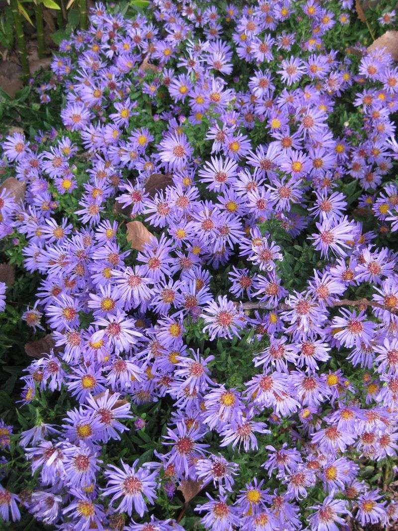 Aromatic Aster Keeps The Fall Flower Show Going Aromatic Aster Keeps The Fall Flower Show Going