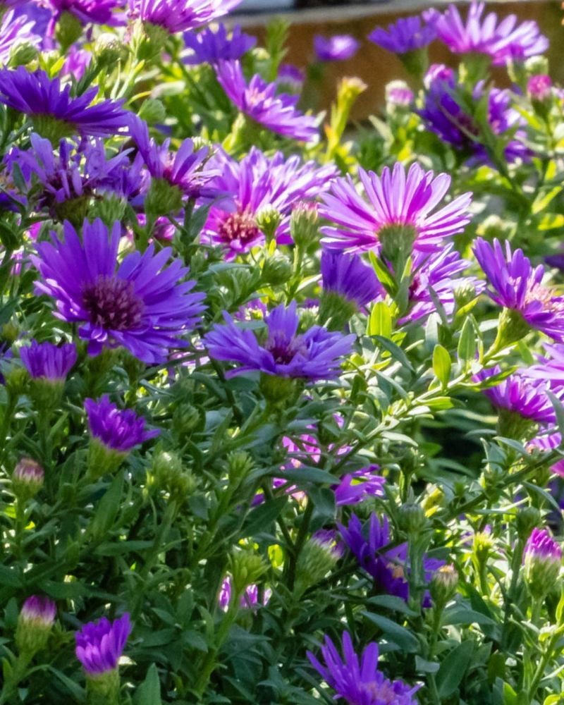 Aromatic Aster Opens Just As Many Summer Flowers Slow Down