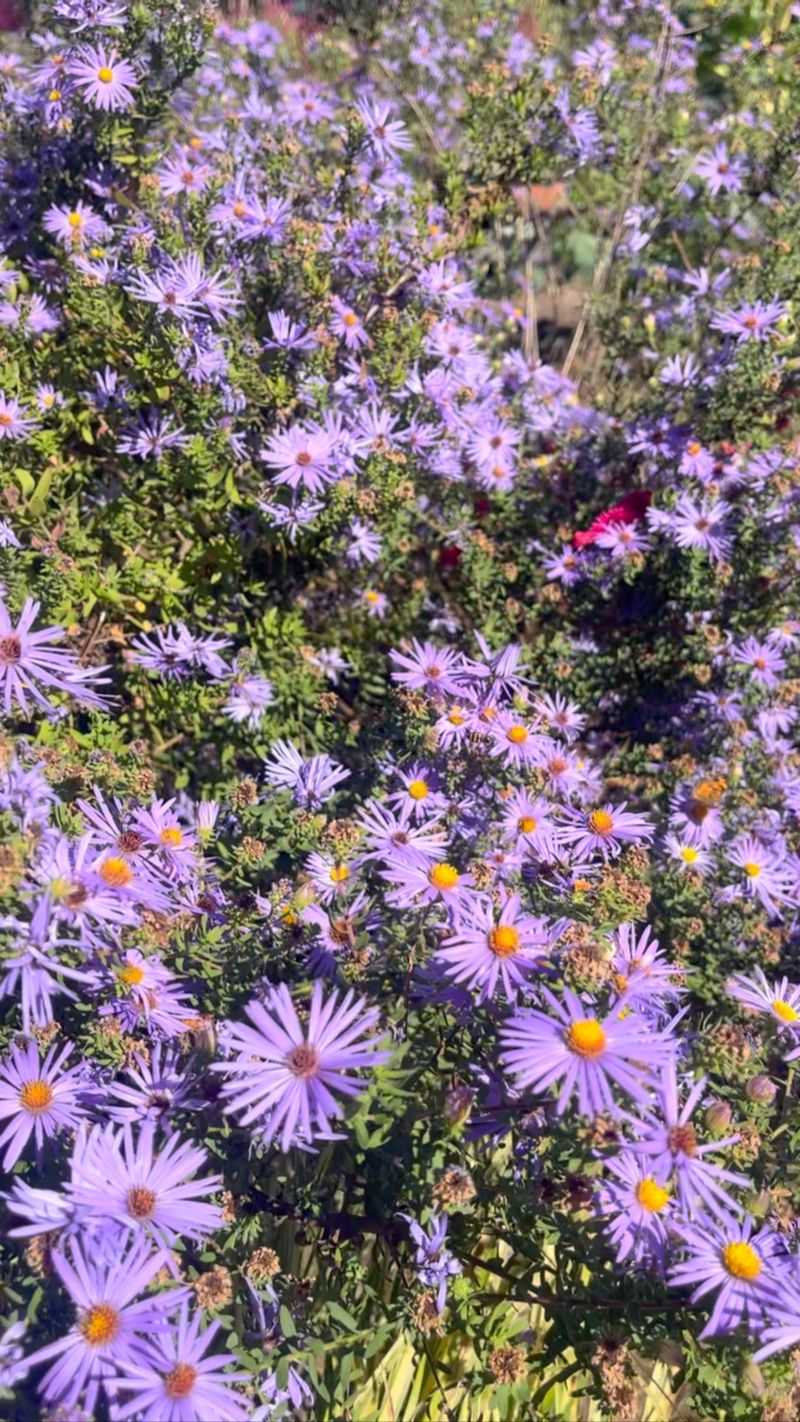 Aromatic Aster Peaks In Early Fall