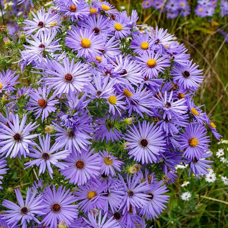Aromatic Aster Saves Its Best Show For Fall Aromatic Aster Saves Its Best Show For Fall