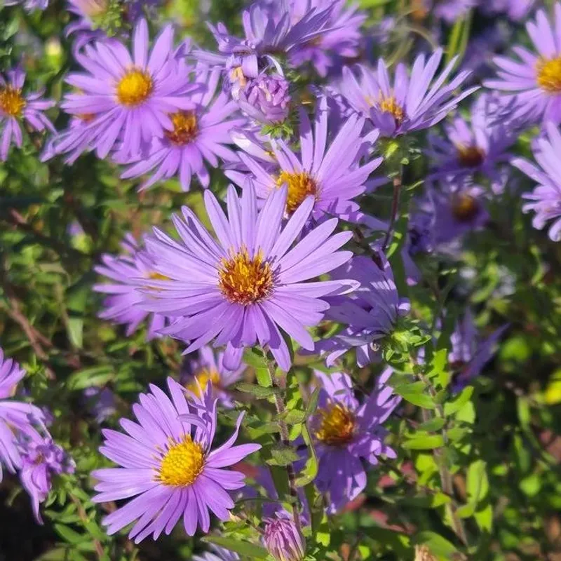 Aromatic Aster Saves Its Color For Fall Aromatic Aster Saves Its Color For Fall