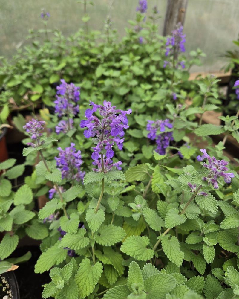 Aromatic Leaves Doing More Than Smelling Nice Aromatic Leaves Doing More Than Smelling Nice