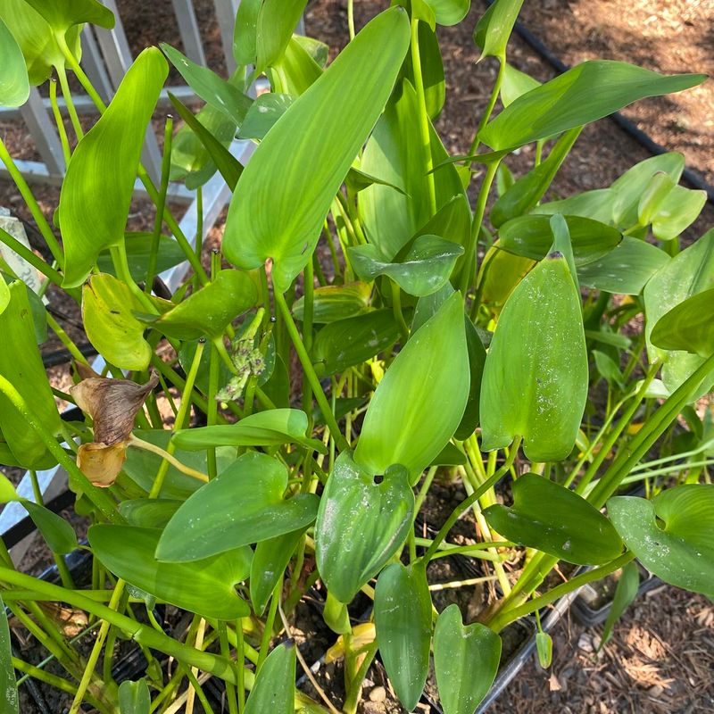 Arrow Arum Fills Saturated Ground With Foliage