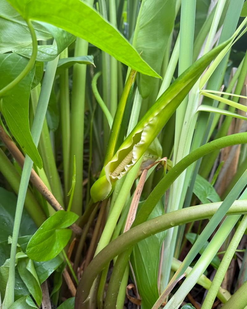 Arrow Arum Handles Shallow Water Well Arrow Arum Handles Shallow Water Well