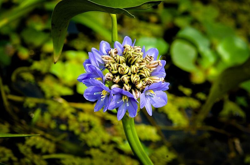 Arrowleaf False Pickerelweed Was Added To The List