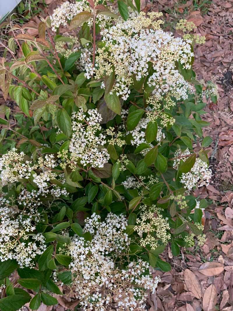 Arrowwood Viburnum Forms A Thick Fall Screen