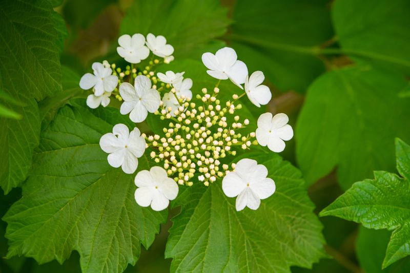 Arrowwood Viburnum Thrives In Indiana Landscapes Arrowwood Viburnum Thrives In Indiana Landscapes