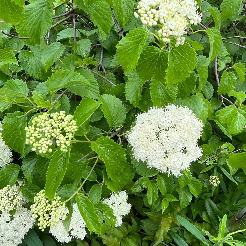 Arrowwood Viburnum (Viburnum Dentatum)