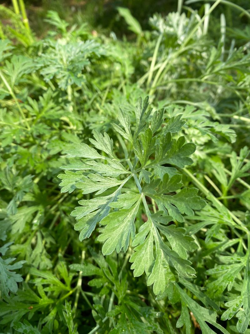 Artemisia Bringing The Bitter Herbal Punch