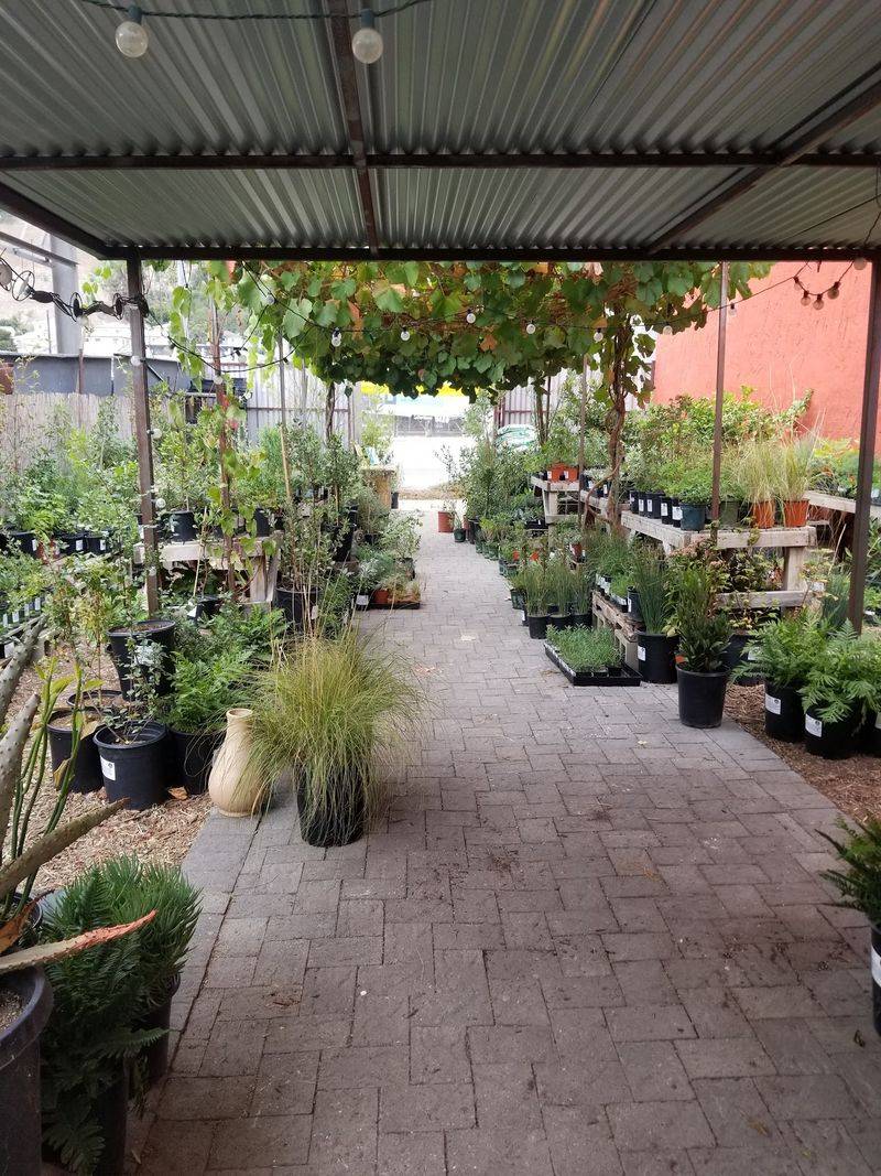 Artemisia Nursery - Los Angeles