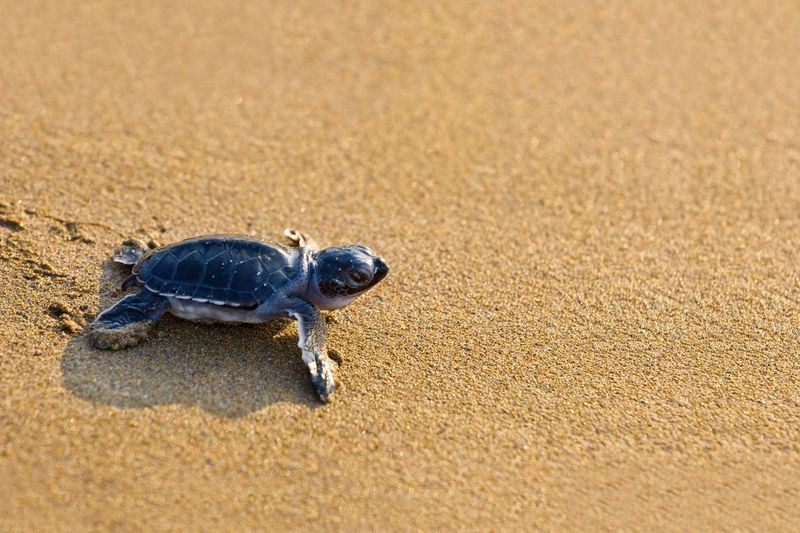 Artificial Light Pulls Hatchlings Away From The Water Artificial Light Pulls Hatchlings Away From The Water