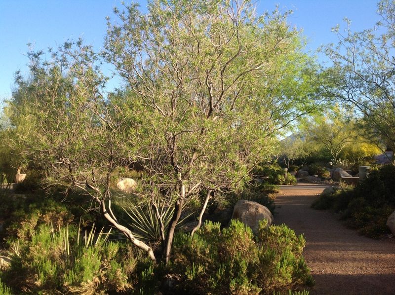 Art's Seedless Desert Willow Does Not Produce Seed Pods Art's Seedless Desert Willow Does Not Produce Seed Pods