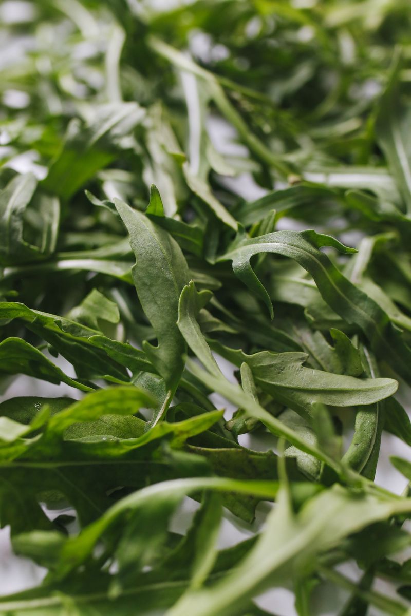 Arugula Arugula