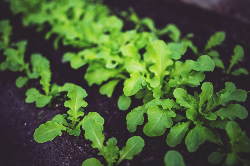 Arugula Arugula