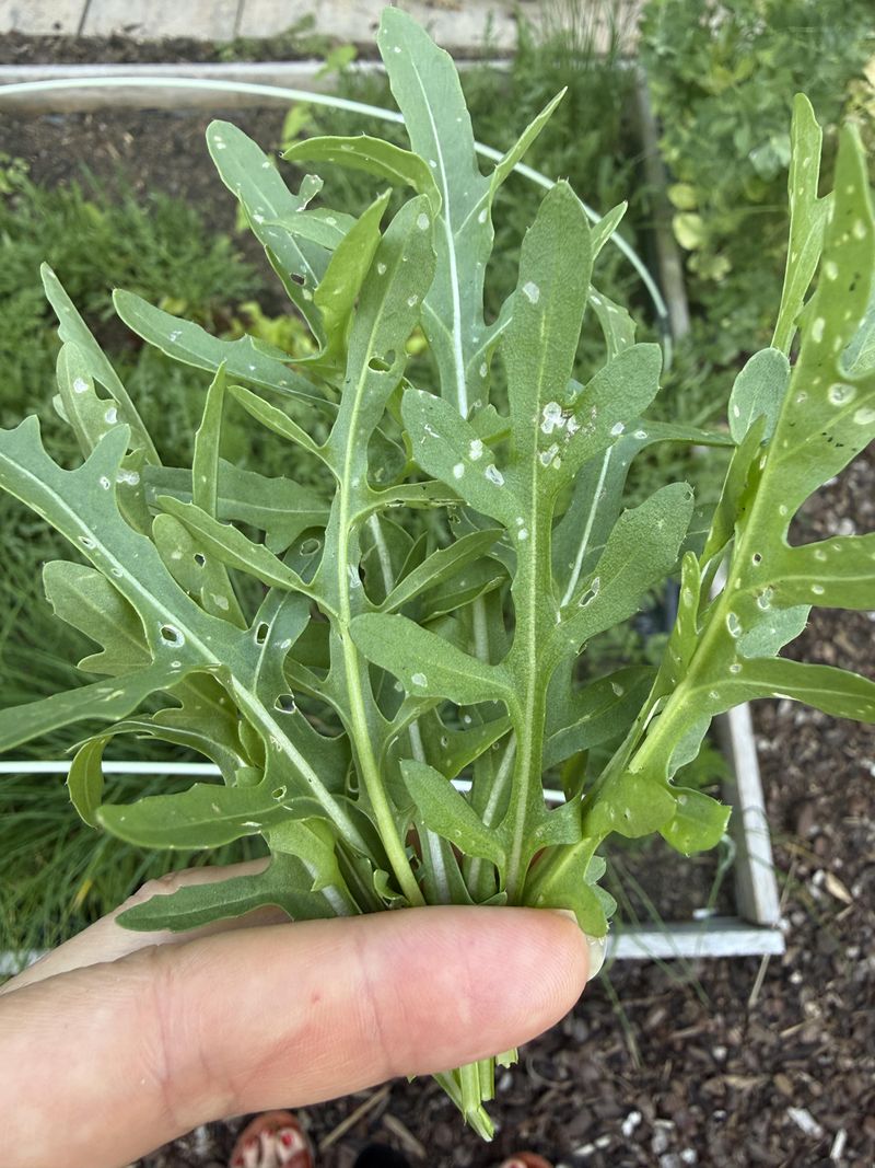 Arugula