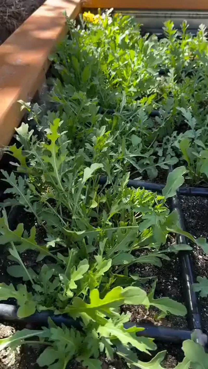 Arugula Arugula