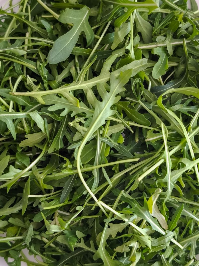 Arugula Adds Peppery Bite To Fall Salads Arugula Adds Peppery Bite To Fall Salads